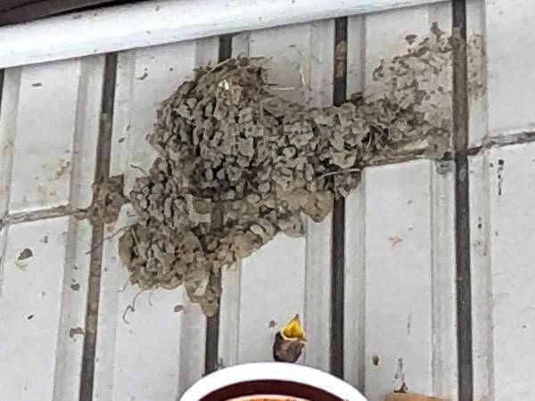 驚き！　チキンラーメンの容器がツバメの巣に大変身