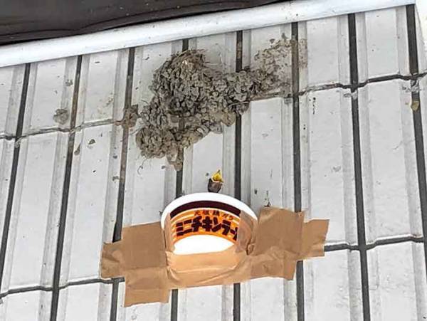 驚き！　チキンラーメンの容器がツバメの巣に大変身