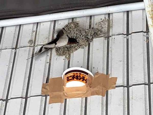 驚き！　チキンラーメンの容器がツバメの巣に大変身