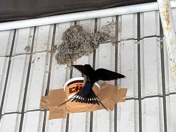 驚き！　チキンラーメンの容器がツバメの巣に大変身