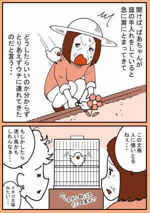 屋外で作業をしていた祖母　すると突然、肩に見知らぬ文鳥が乗ってきて？