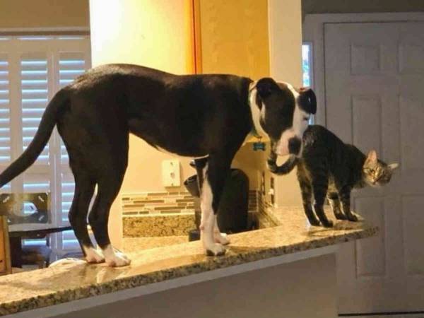 『猫』として生きてるよね？　自分のことを猫だと信じている犬がかわいい