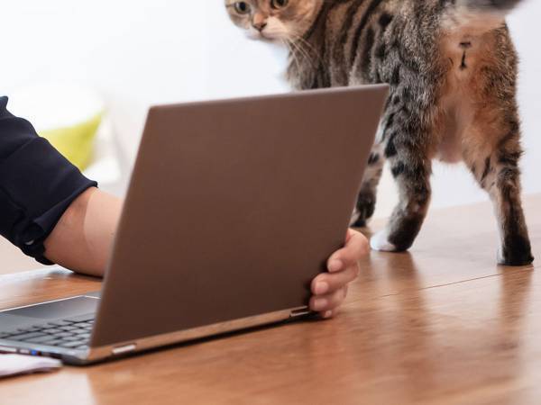 オンライン議会で参加者らが爆笑　ベテラン議員の話を遮った『乱入者』とは？