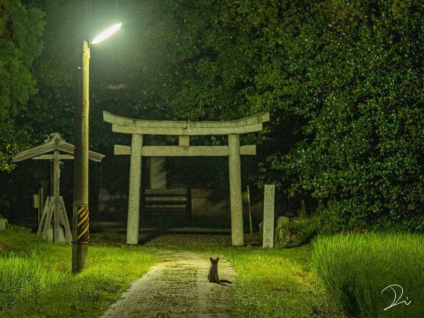 夜中２時ごろに撮影した神社　よく見ると『黒い影』が写り込んでおり…