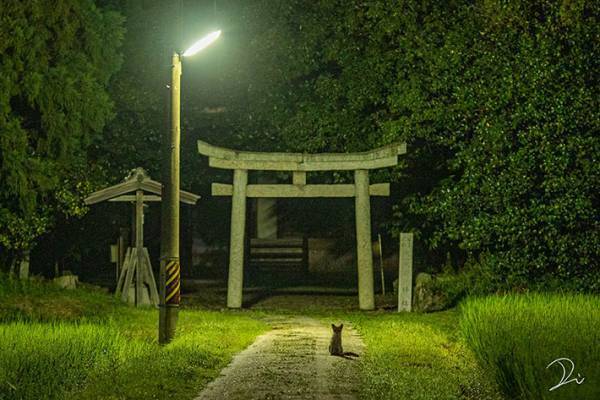 夜中２時ごろに撮影した神社　よく見ると『黒い影』が写り込んでおり…