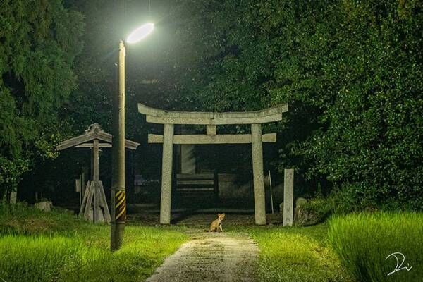 夜中２時ごろに撮影した神社　よく見ると『黒い影』が写り込んでおり…