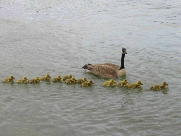 ガチョウ界のスーパーベビーシッター現る　母親の後に続く子供の数が… ？