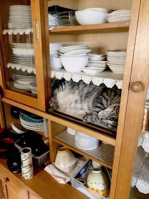 「ビックリした…」　女性が台所で見た『ある光景』に、６万人がキュン！