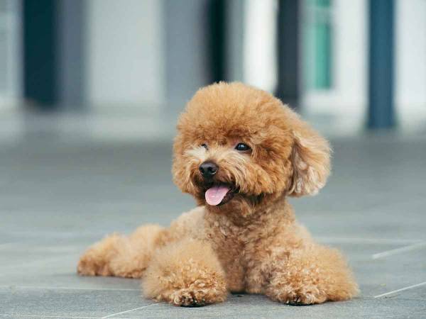 緊張する様子に思わずキュン！赤ちゃんトイプードル、初めてのトリミング