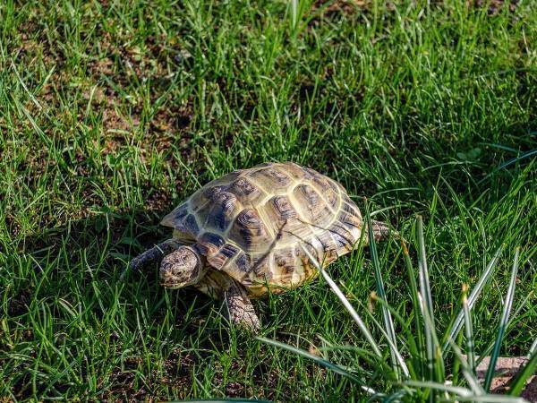 まるでメロンパン！「志摩マリンランド」のケヅメリクガメの赤ちゃんに悶絶！