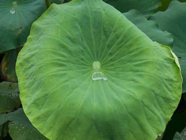 ハスの葉がシャワーになる？ハスの不思議を調べてみた