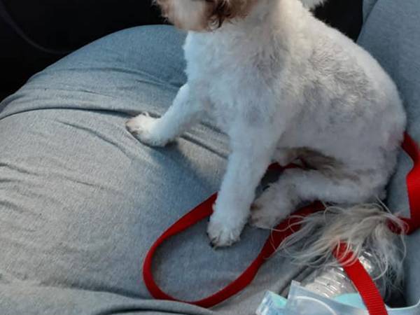 トリミングを中断された犬　飼い主が１０分も笑いが止まらなかったという姿とは