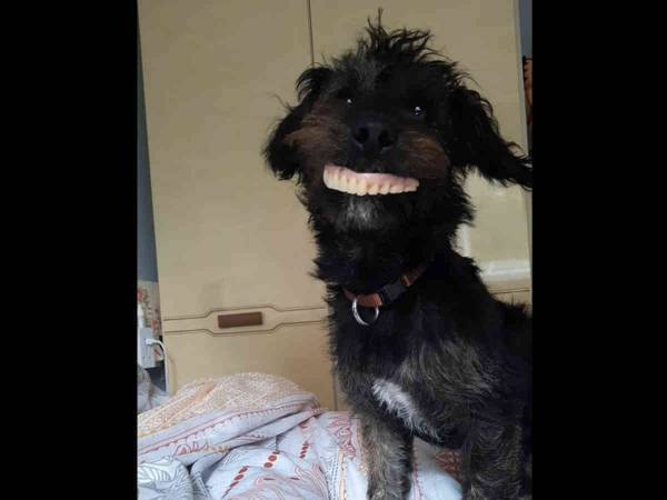 タンスの引き出しから『あるもの』を見つけた犬　「３０回見た」「脇腹が痛い」