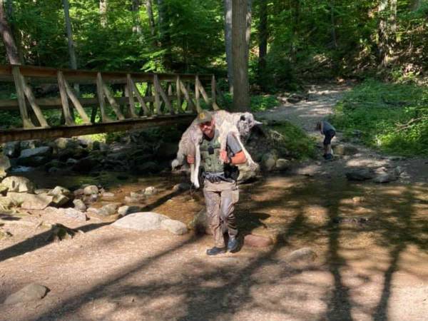 ありがとう！　熱中症で動けなくなった大型犬を背負って下山した男性に拍手