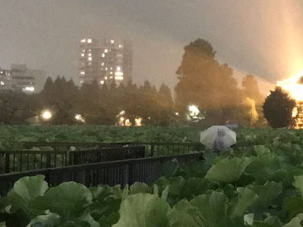 ここは、極楽浄土？　上野の不忍池で起きた奇跡に腰を抜かす