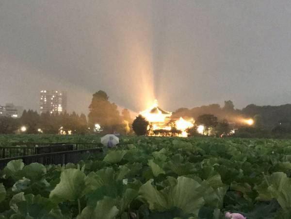 ここは、極楽浄土？　上野の不忍池で起きた奇跡に腰を抜かす