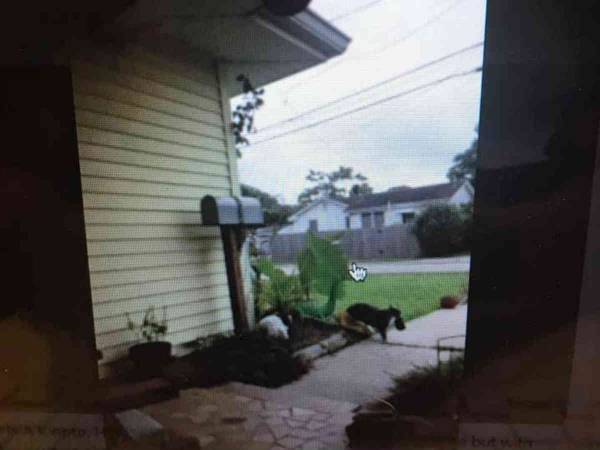 まさに『泥棒猫』　玄関に置かれた誰かの衣類に困惑する女性　真相に爆笑