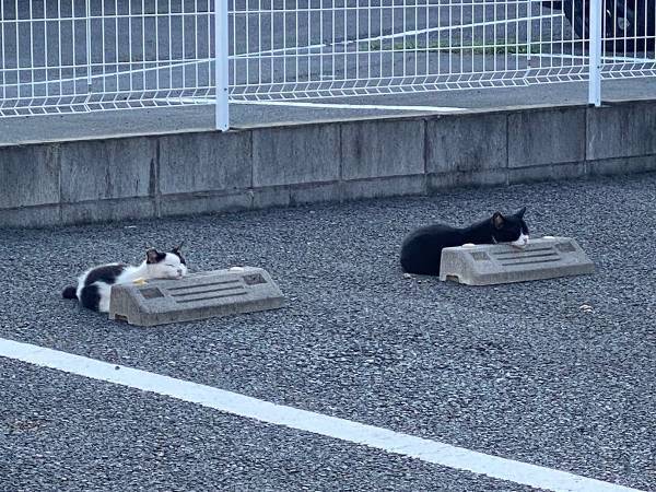 くつろぐ猫を写した１枚に、吹き出す人続出　 「銭湯にいるおじさん」「笑った」