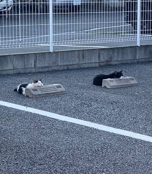 くつろぐ猫を写した１枚に、吹き出す人続出　 「銭湯にいるおじさん」「笑った」