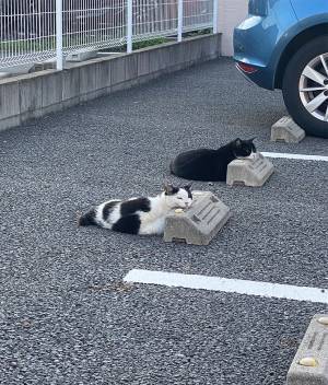 くつろぐ猫を写した１枚に、吹き出す人続出　 「銭湯にいるおじさん」「笑った」