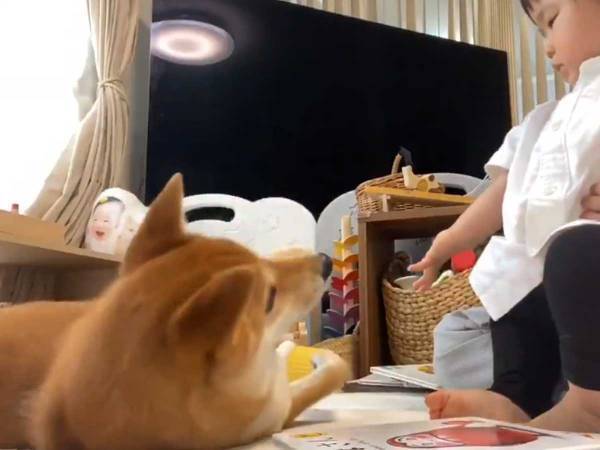 柴犬に１歳娘が『お手』をしたら…？　オチに「最高」「こういうの求めてた」