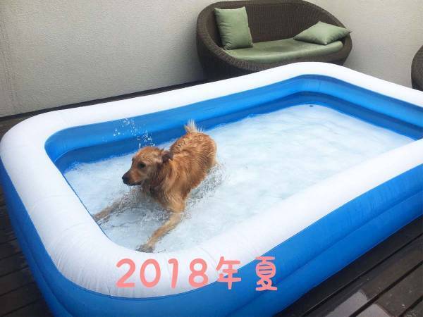 愛犬にプールを毎年用意した結果…？　２年後の姿に「笑った」「哀愁がすごい」