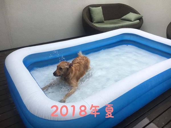 愛犬にプールを毎年用意した結果…？　２年後の姿に「笑った」「哀愁がすごい」