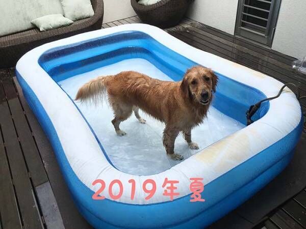 愛犬にプールを毎年用意した結果…？　２年後の姿に「笑った」「哀愁がすごい」