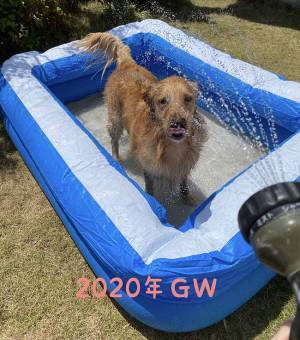 愛犬にプールを毎年用意した結果…？　２年後の姿に「笑った」「哀愁がすごい」