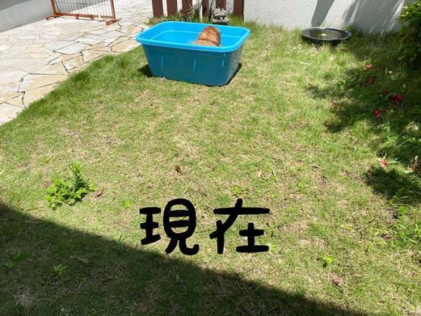 愛犬にプールを毎年用意した結果…？　２年後の姿に「笑った」「哀愁がすごい」