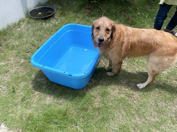 愛犬にプールを毎年用意した結果…？　２年後の姿に「笑った」「哀愁がすごい」