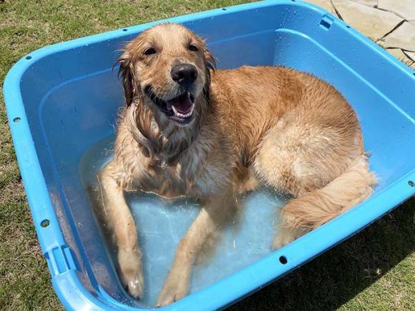 愛犬にプールを毎年用意した結果…？　２年後の姿に「笑った」「哀愁がすごい」