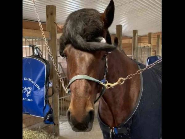 何かがおかしい…　違和感たっぷりのウマの『たてがみ』　真相に爆笑