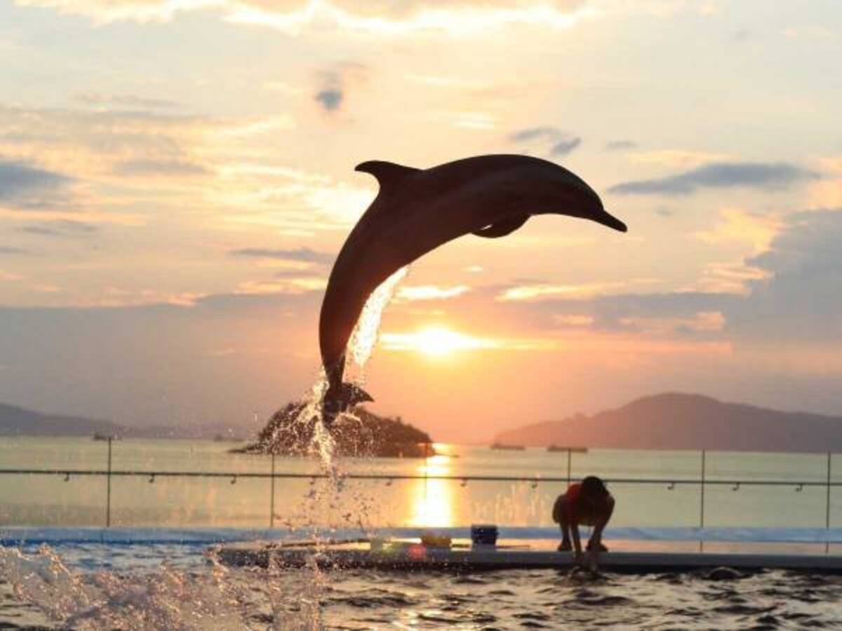 ラッセンの絵みたいなん撮れた 水族館での１枚に１８万 いいね 年7月23日 ウーマンエキサイト