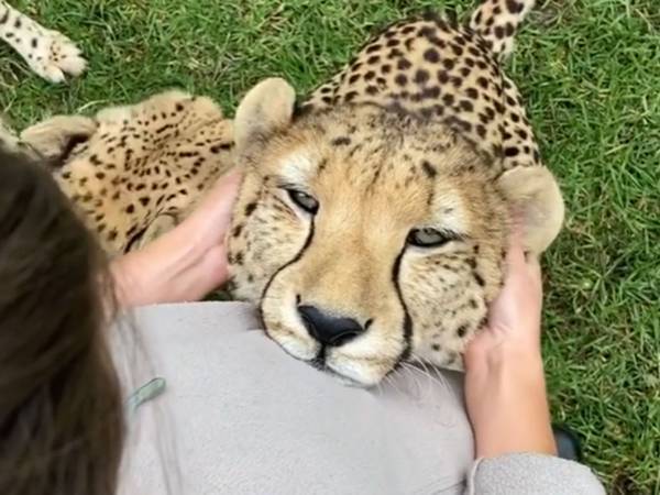 猫みたいなチーターの姿に衝撃　ほぼ家猫のような甘えっぷり