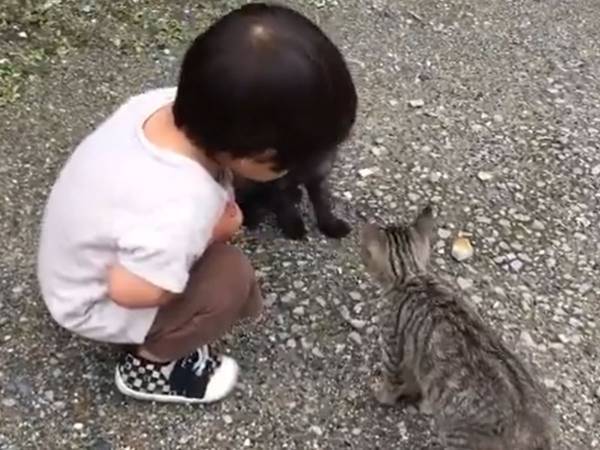 可愛さの最強タッグ！　子猫のケンカに遭遇した２歳の息子は…
