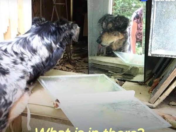 愛犬がなぜか物置のそばから離れようとしない？　その驚きの理由に称賛の声