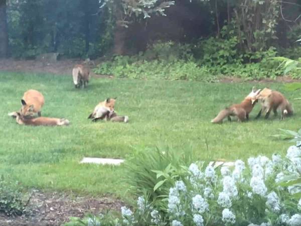 これは追い出せない！　勝手に庭で遊んでいたかわいい『お客さん』にびっくり