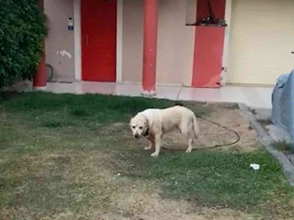 １０年間も鎖でつながれていた犬　自由になれた後の姿がまるで別の犬のよう