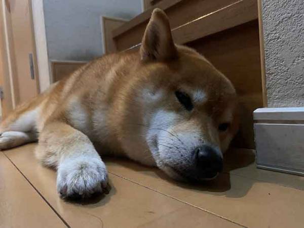 ホラーなの？　深夜になると階段が一段増える理由に言葉を失う…色々な意味で