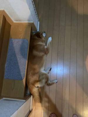 ホラーなの？　深夜になると階段が一段増える理由に言葉を失う…色々な意味で