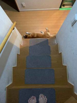 ホラーなの？　深夜になると階段が一段増える理由に言葉を失う…色々な意味で