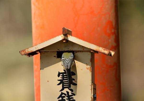賽銭を盗んだのは…　犯行の瞬間を激写した４枚に、クスッとする人続出