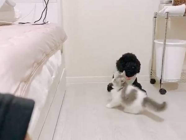 「吹いた」「１００点あげたい」　１３秒の『子猫動画』に、１１万人が癒される…