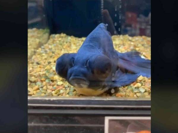 弱った黒い金魚を買い取った女性　すると１年後？　「号泣した」「映画化して」