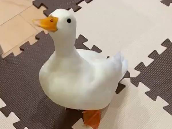 食いしん坊なアヒルの行動に、吹き出す人続出　「このレタスは誰にも渡さない」