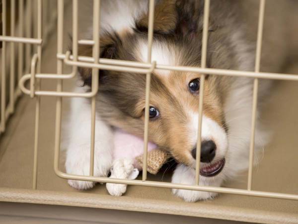 子犬の『里親募集の理由』に言葉を失う　「信じられない」「酷すぎる」