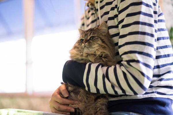 子犬の『里親募集の理由』に言葉を失う　「信じられない」「酷すぎる」