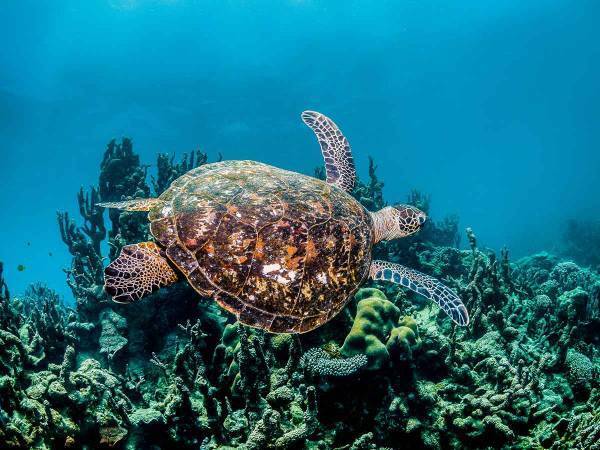 ６万４０００匹のアオウミガメがグレートバリアリーフで「大渋滞！！」