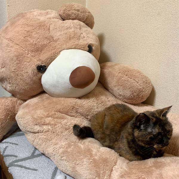 「ぬいぐるみを拾った」という夫からのLINE　妻が迎えに行くと…　「笑った」「素敵な話」